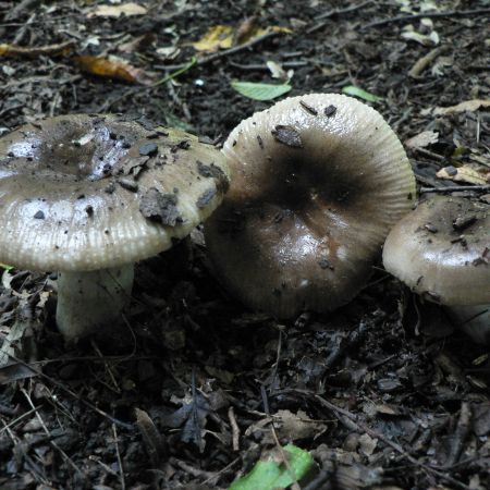 Russula sororia